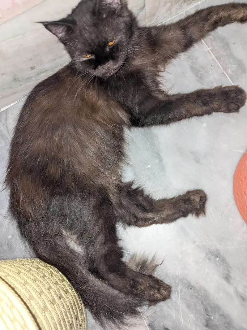 urgent sale — photo 2