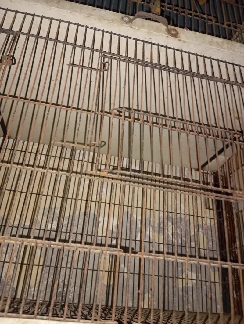 as anew cage 4 steps cages strong cage — photo 2