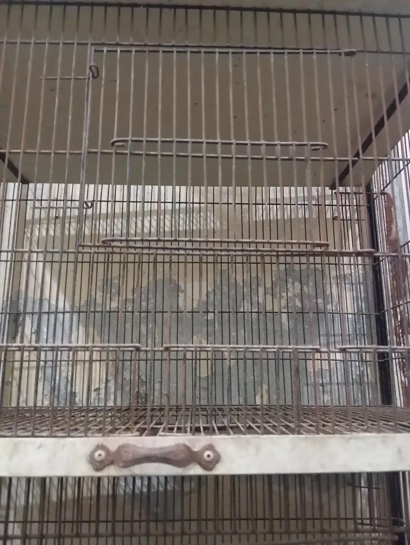 as anew cage 4 steps cages strong cage — photo 3