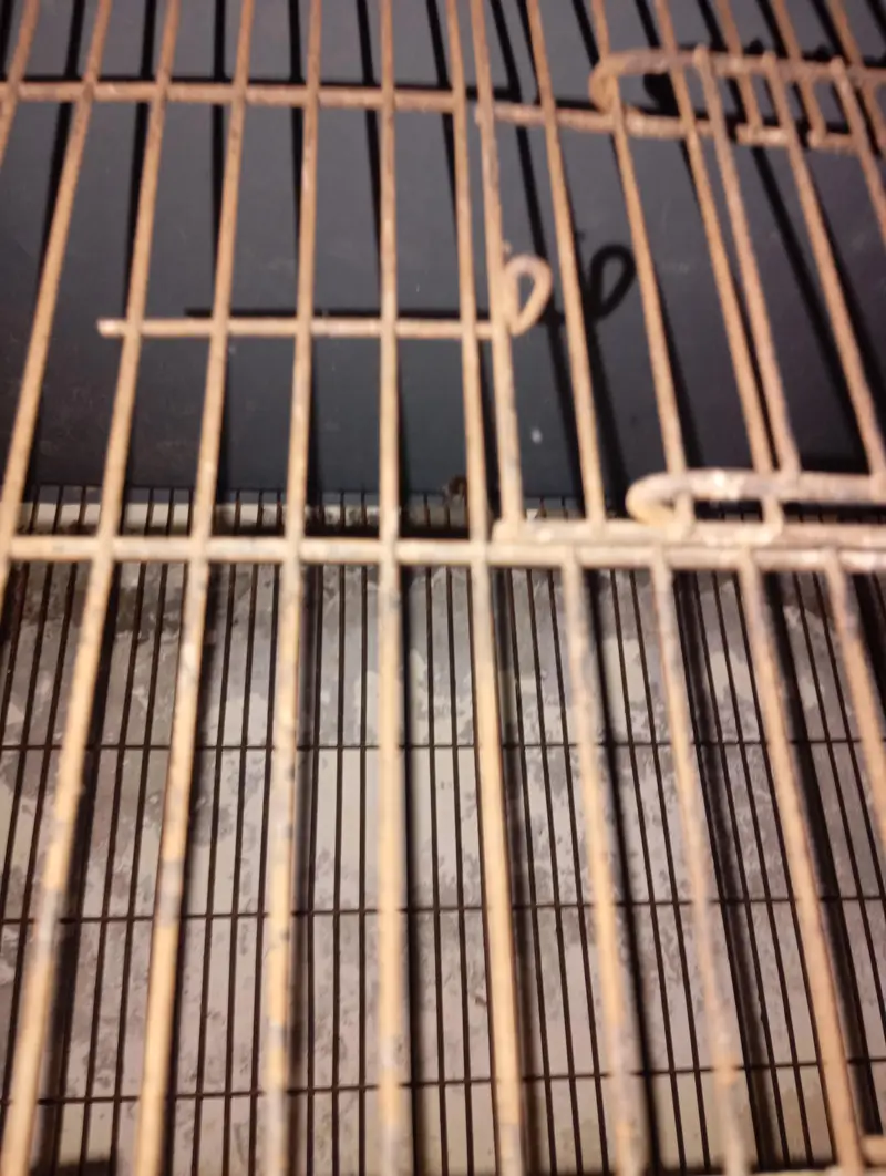 as anew cage 4 steps cages strong cage — photo 8
