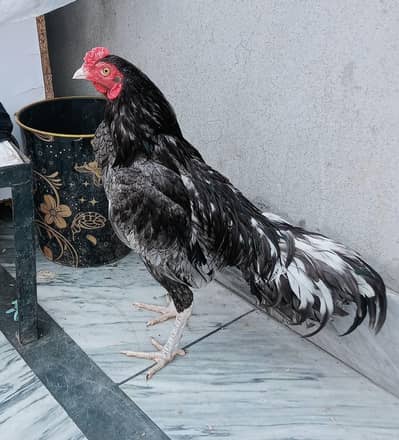 top quality pure murgha for sale