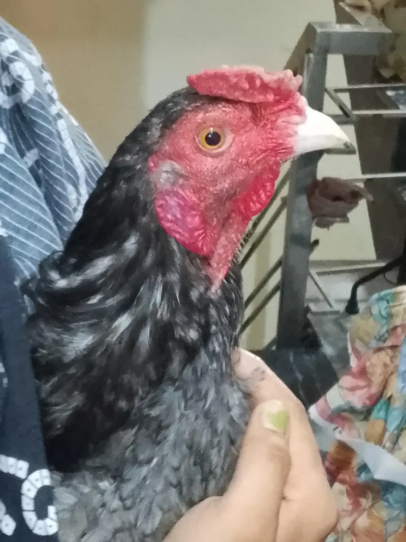 top quality pure murgha for sale — photo 3