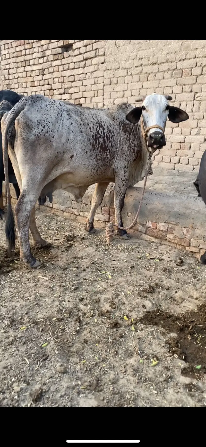 6 month pregnant pure chlostani — photo 2