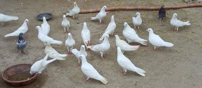 pigeon
