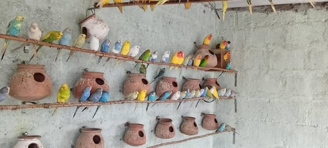 budgies