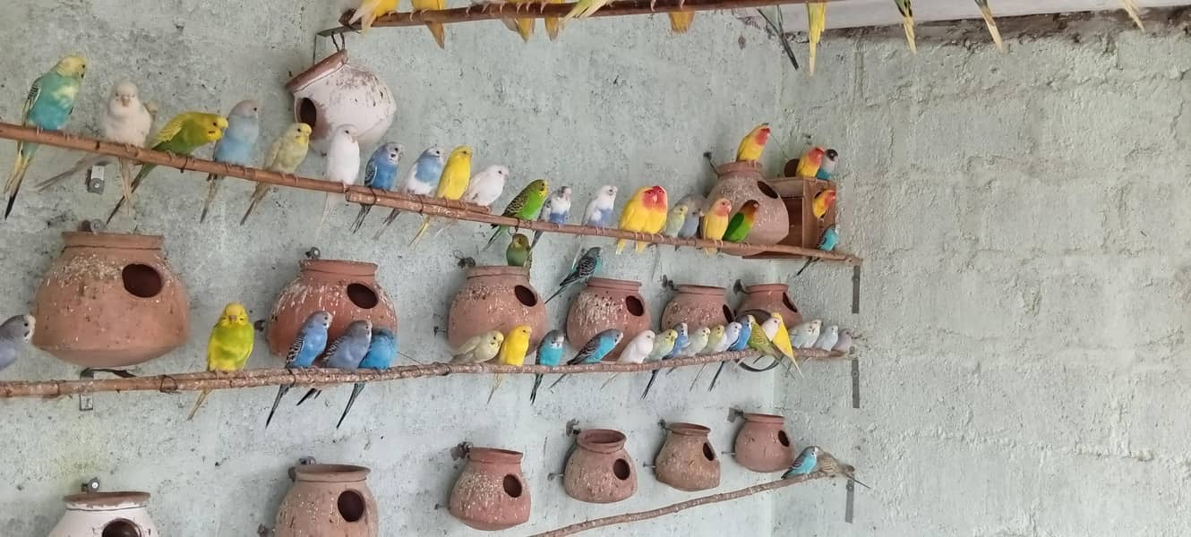 budgies 0