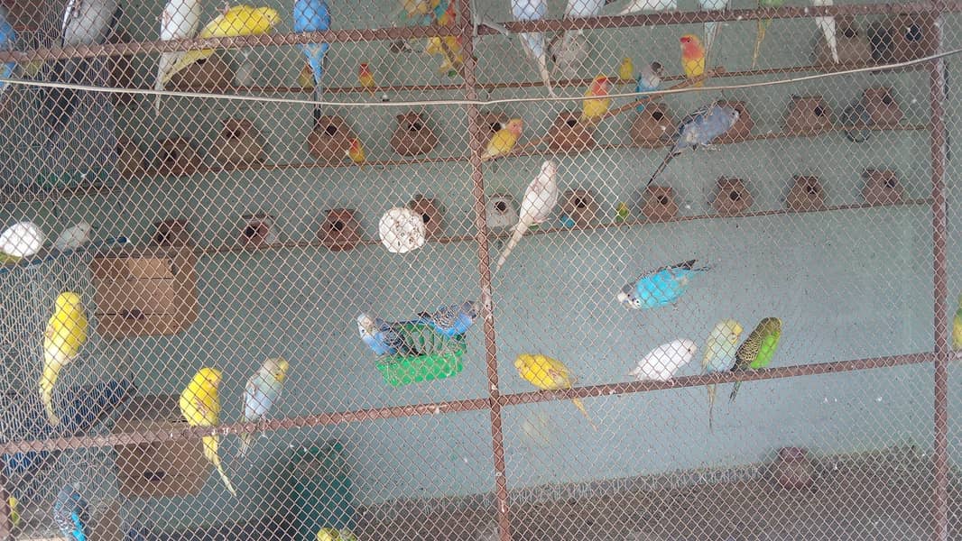 budgies 1