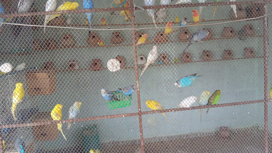 budgies — photo 2