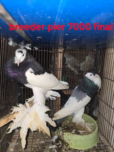 100 percent breeder pier grunti ka sath