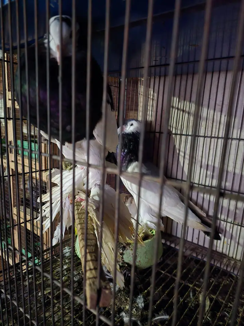 100 percent breeder pier grunti ka sath — photo 2