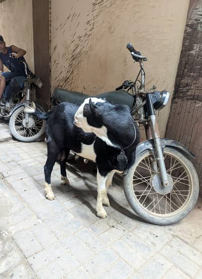 kala Abluck tedda breeder