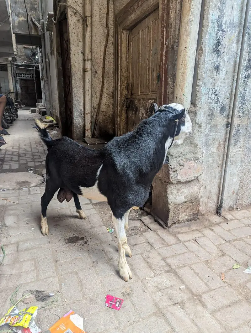kala Abluck tedda breeder — photo 2