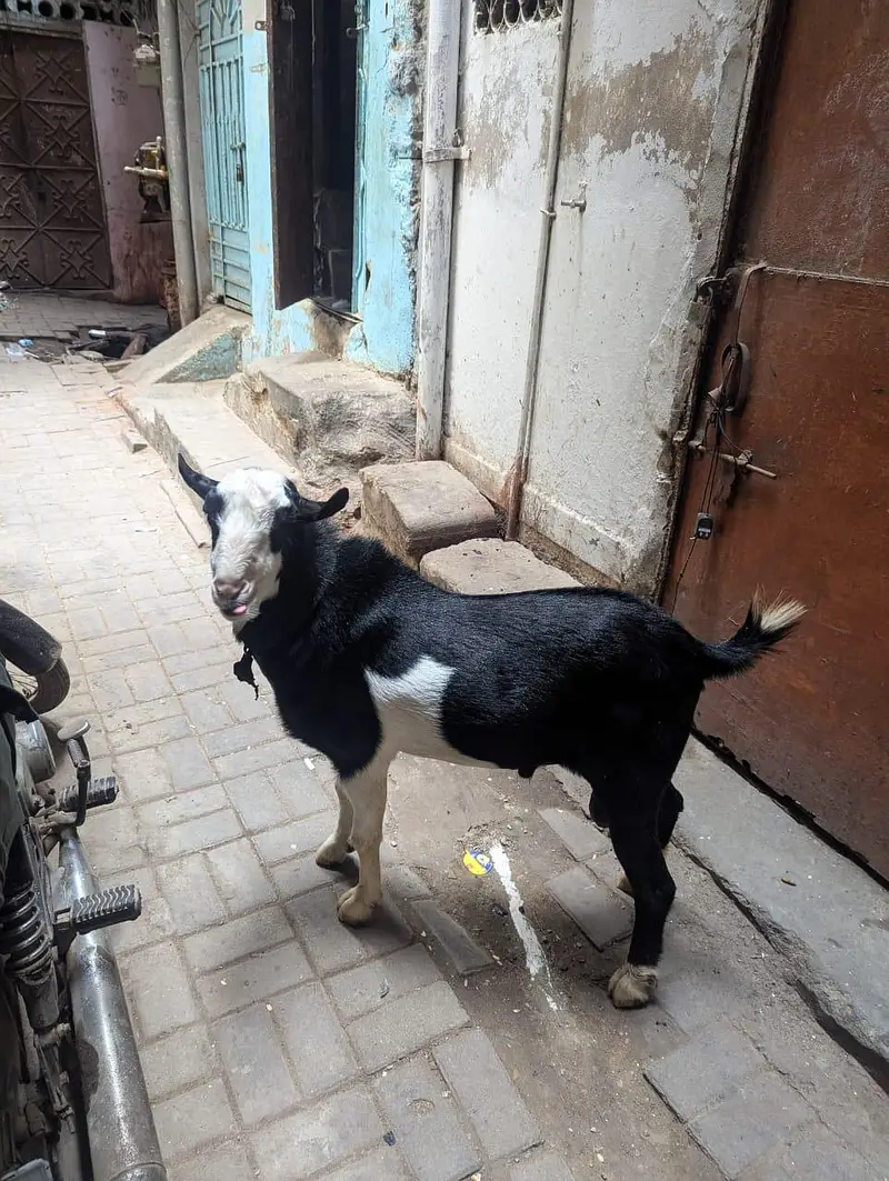 kala Abluck tedda breeder — photo 3
