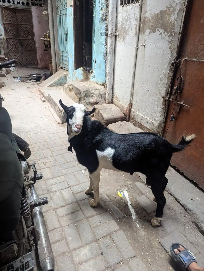 kala Abluck tedda breeder — photo 4