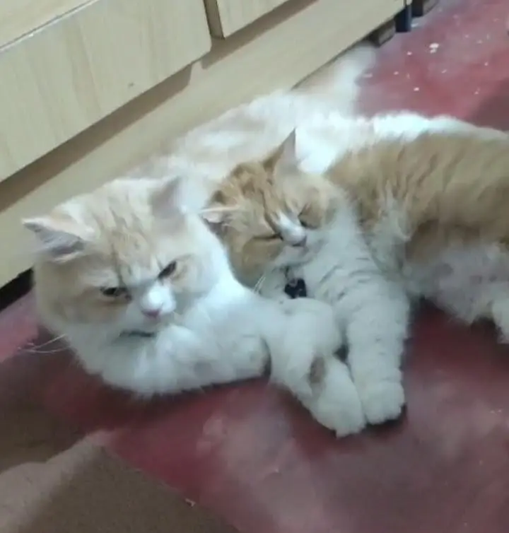 *LONG COAT PERSIAN CAT PAIR* — photo 4
