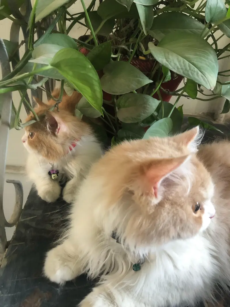 *LONG COAT PERSIAN CAT PAIR* — photo 6