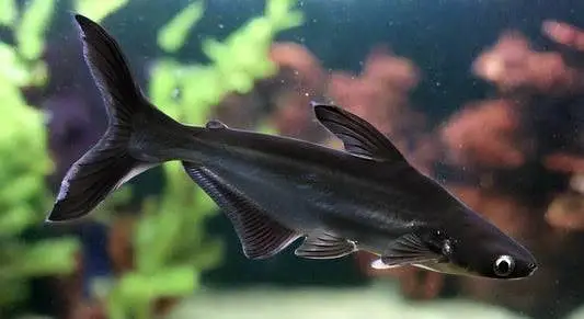 blueline sharks for sale