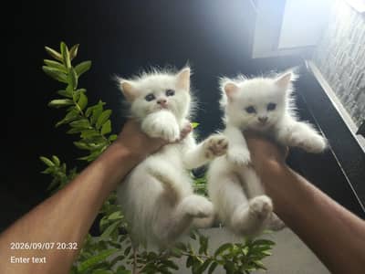 healthy male cats