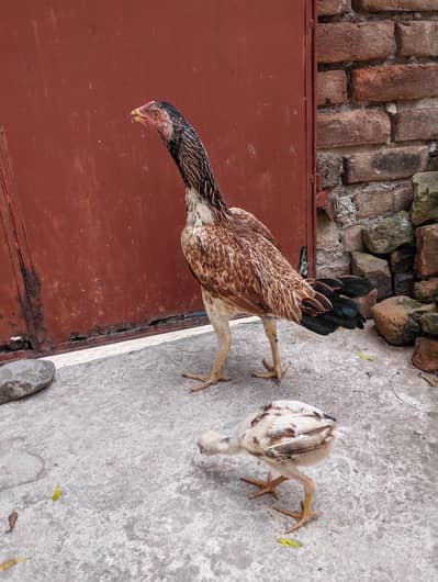 Very aseel breed and rare blood. Very good breeder.