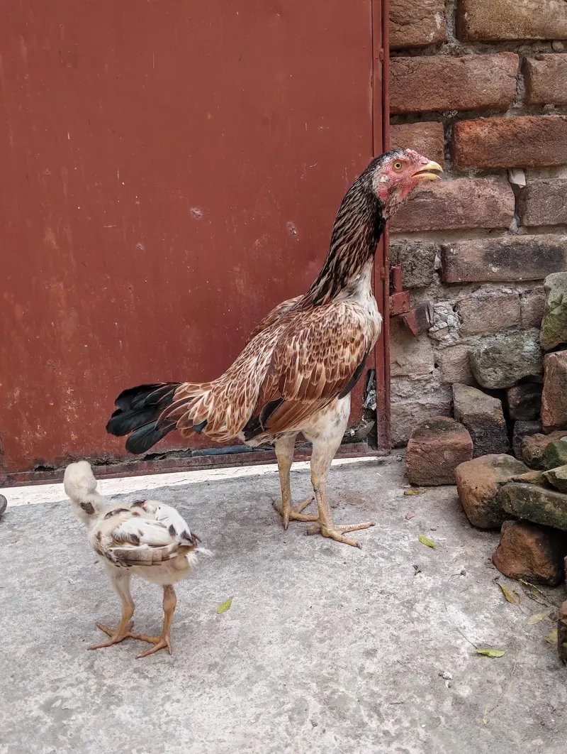 Very aseel breed and rare blood. Very good breeder. — photo 2