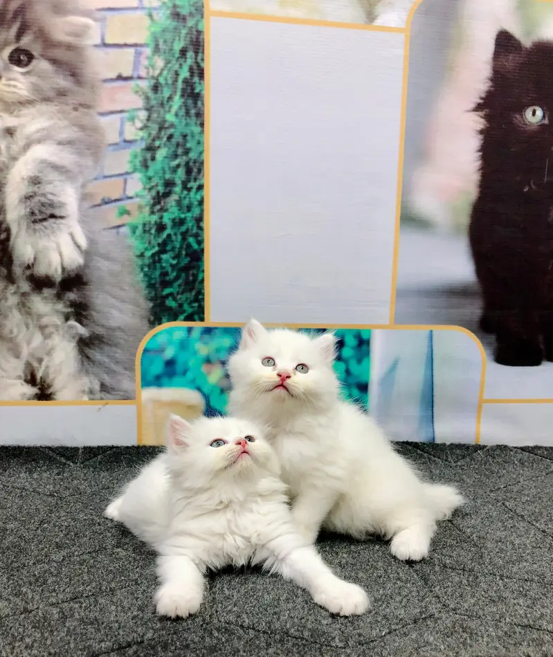 Cash on delivery persian cats & Kittens Available- Healthy & Playfull — photo 2