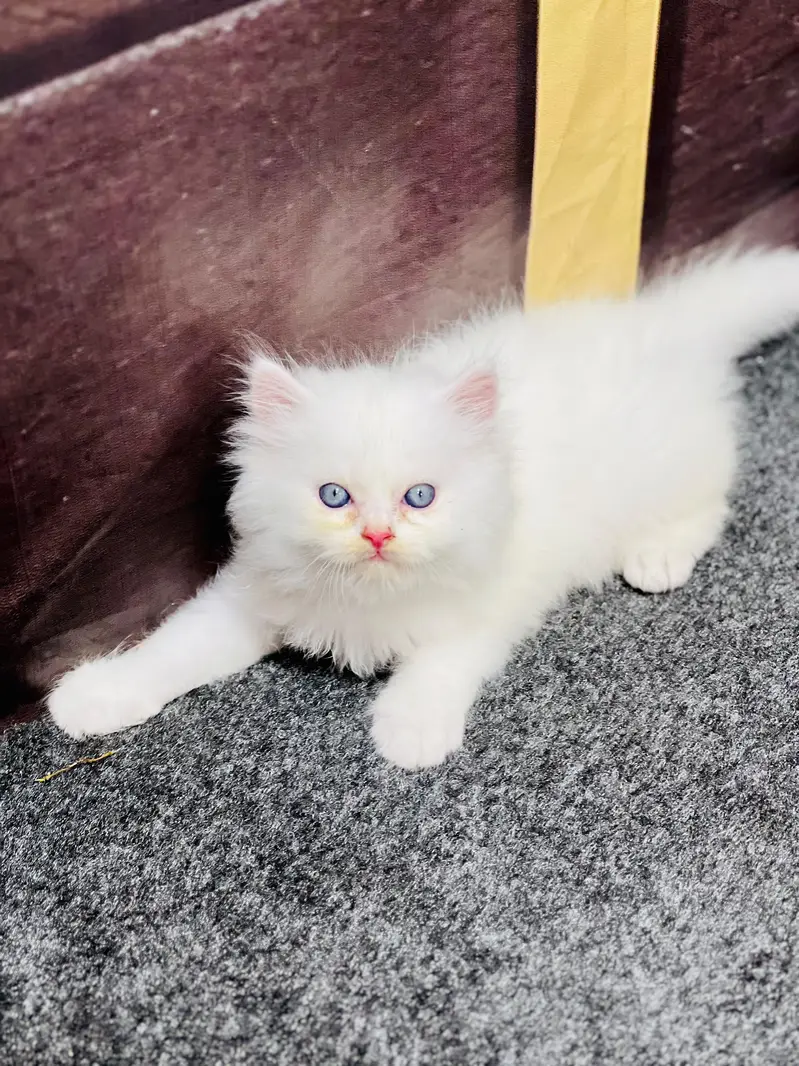 Cash on delivery persian cats & Kittens Available- Healthy & Playfull — photo 5