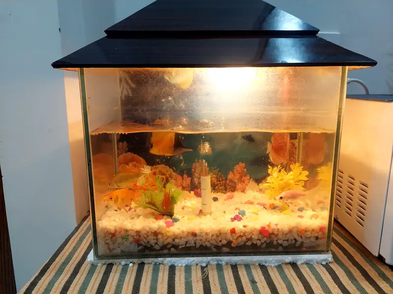 Aquarium with 3 fishes