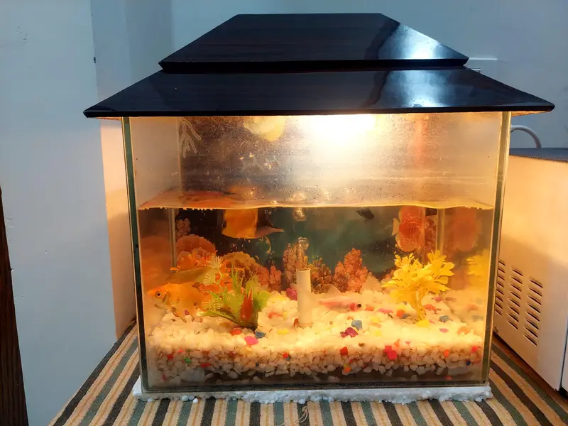 Aquarium with 3 fishes — photo 2