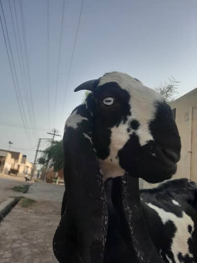pure beetal bakra
