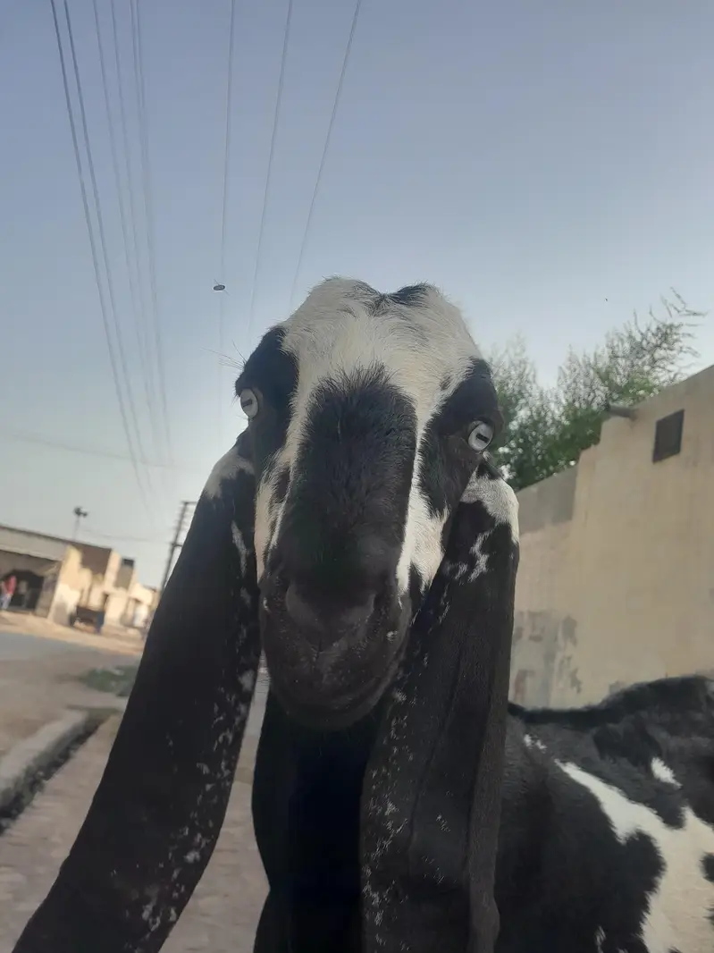pure beetal bakra — photo 2