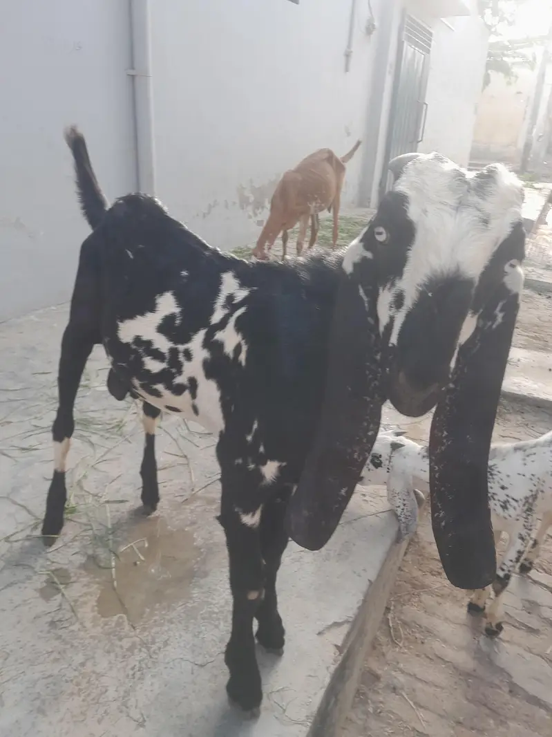 pure beetal bakra — photo 3