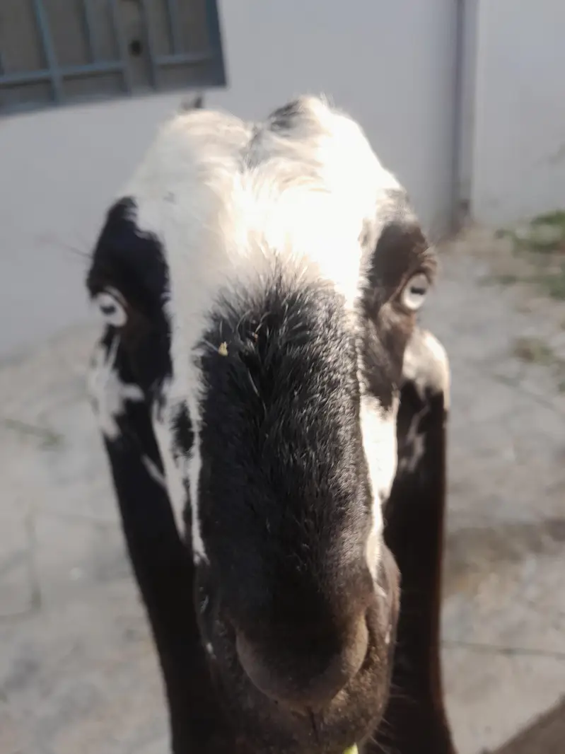 pure beetal bakra — photo 4