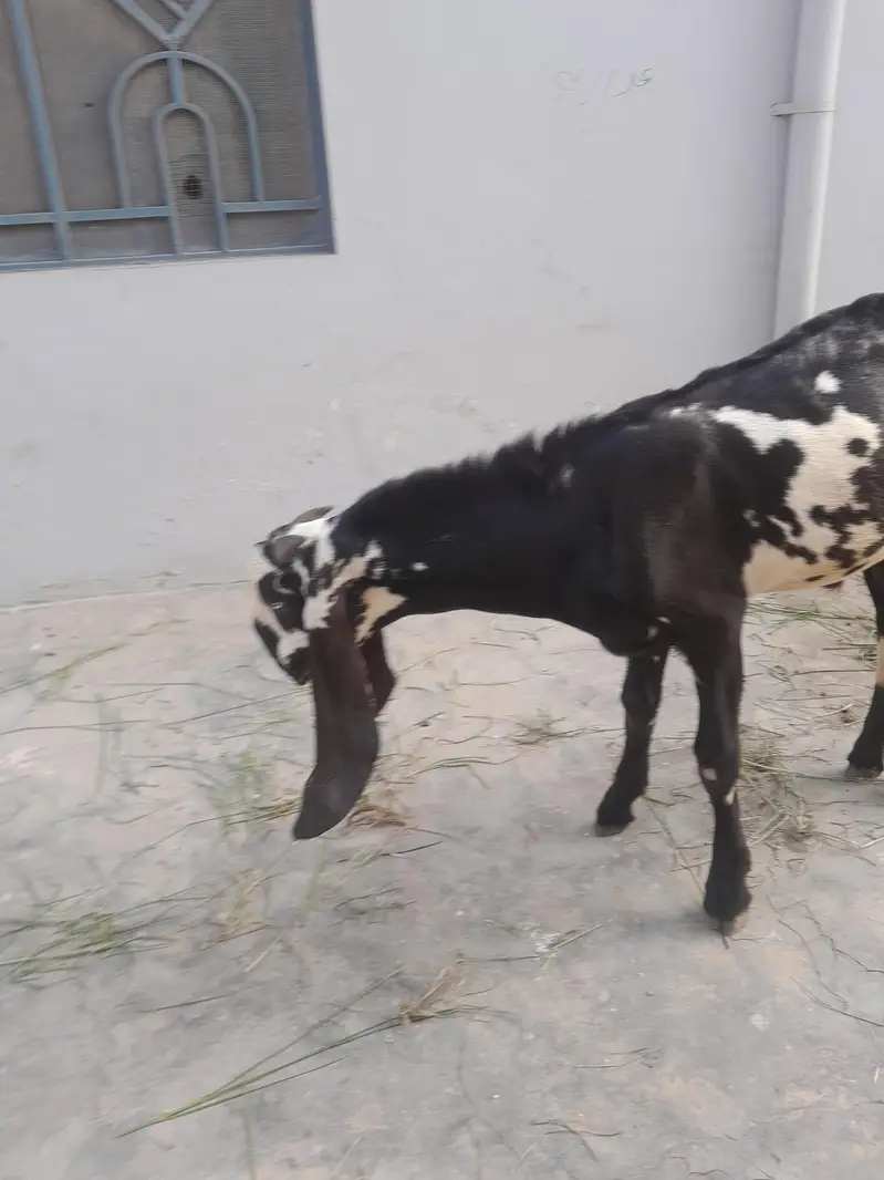 pure beetal bakra — photo 5