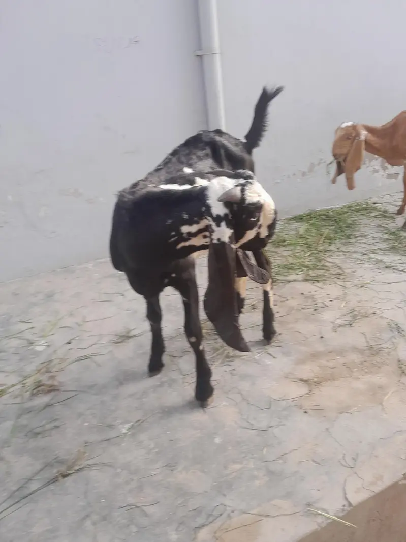 pure beetal bakra — photo 6