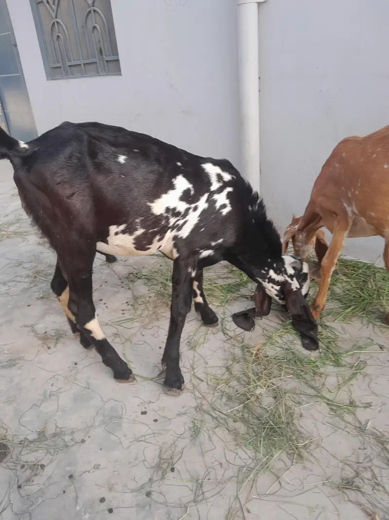 pure beetal bakra — photo 7