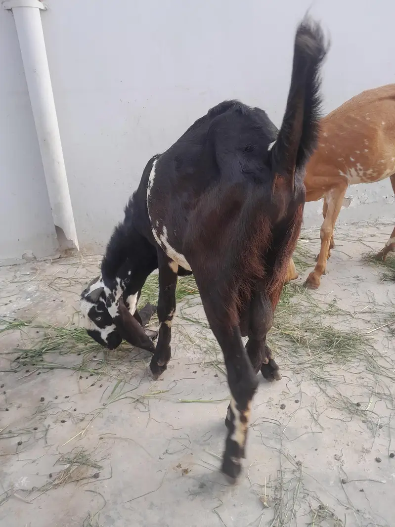 pure beetal bakra — photo 8