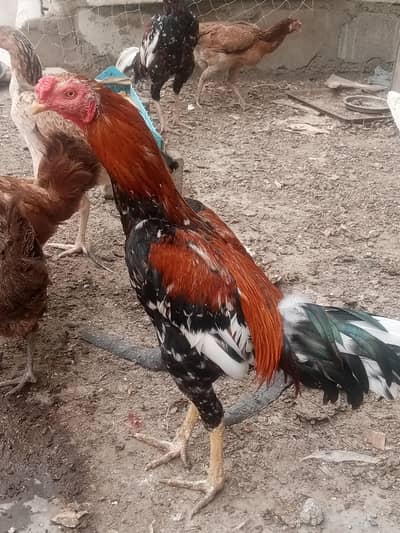 aseel breeder