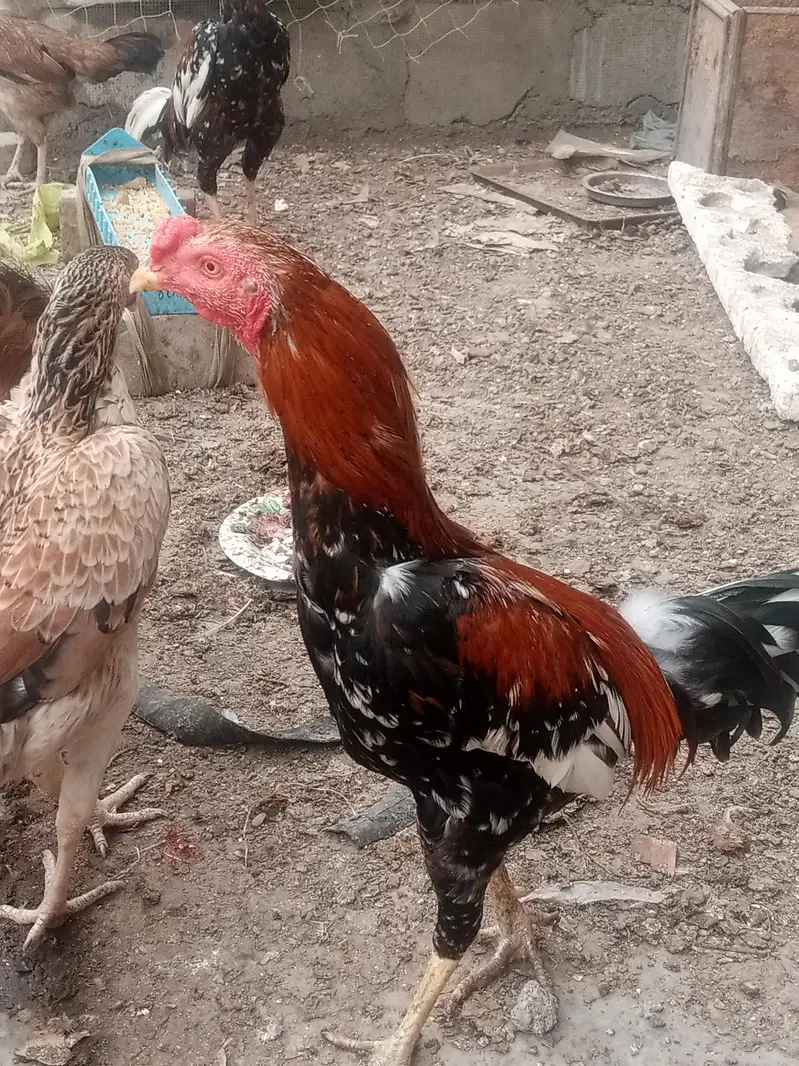 aseel breeder — photo 2