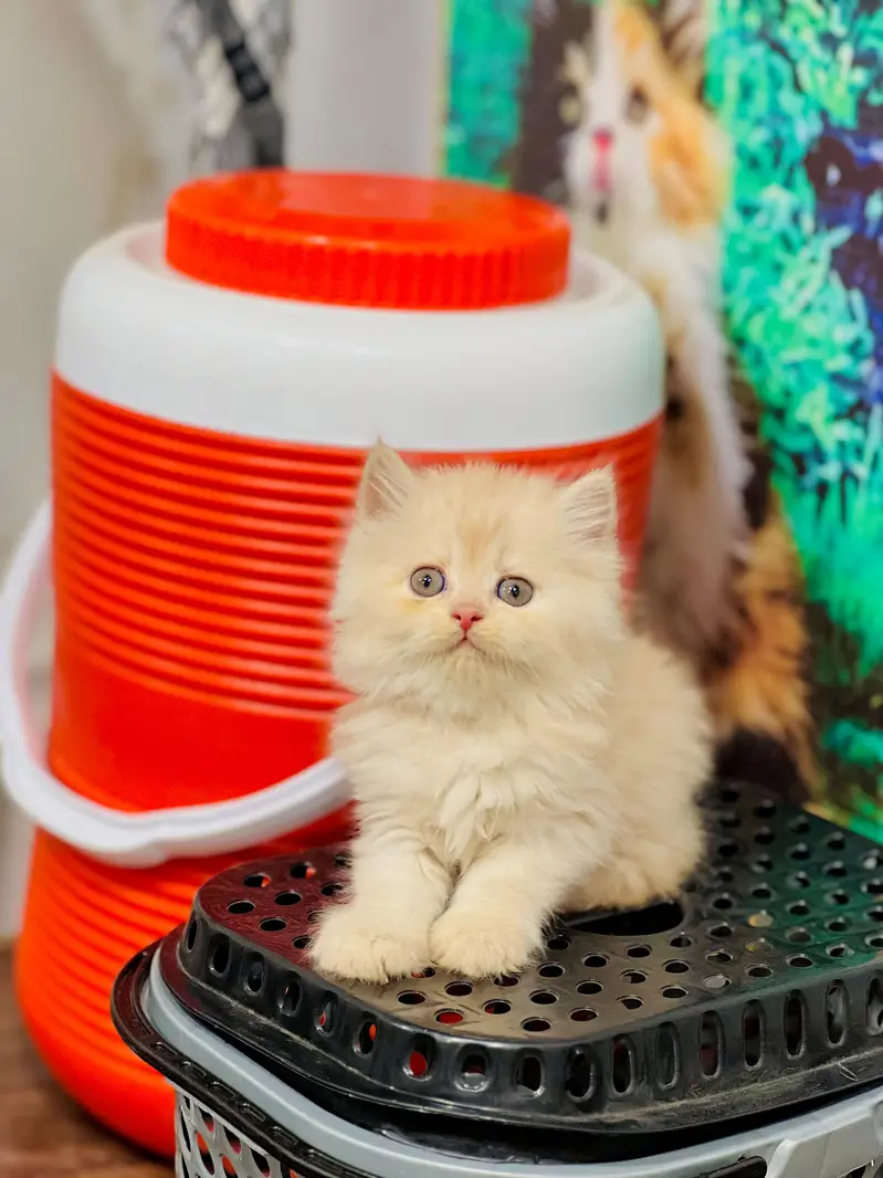 Cash on delivery persian cats & Kittens Available- Healthy & Playfull — photo 6