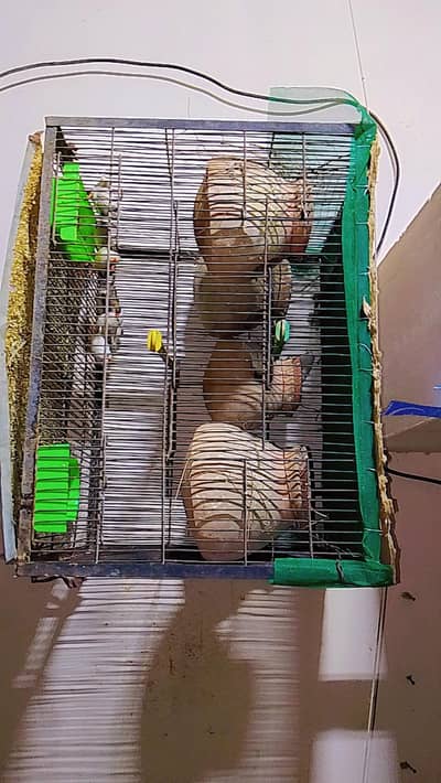 finches pair with cage