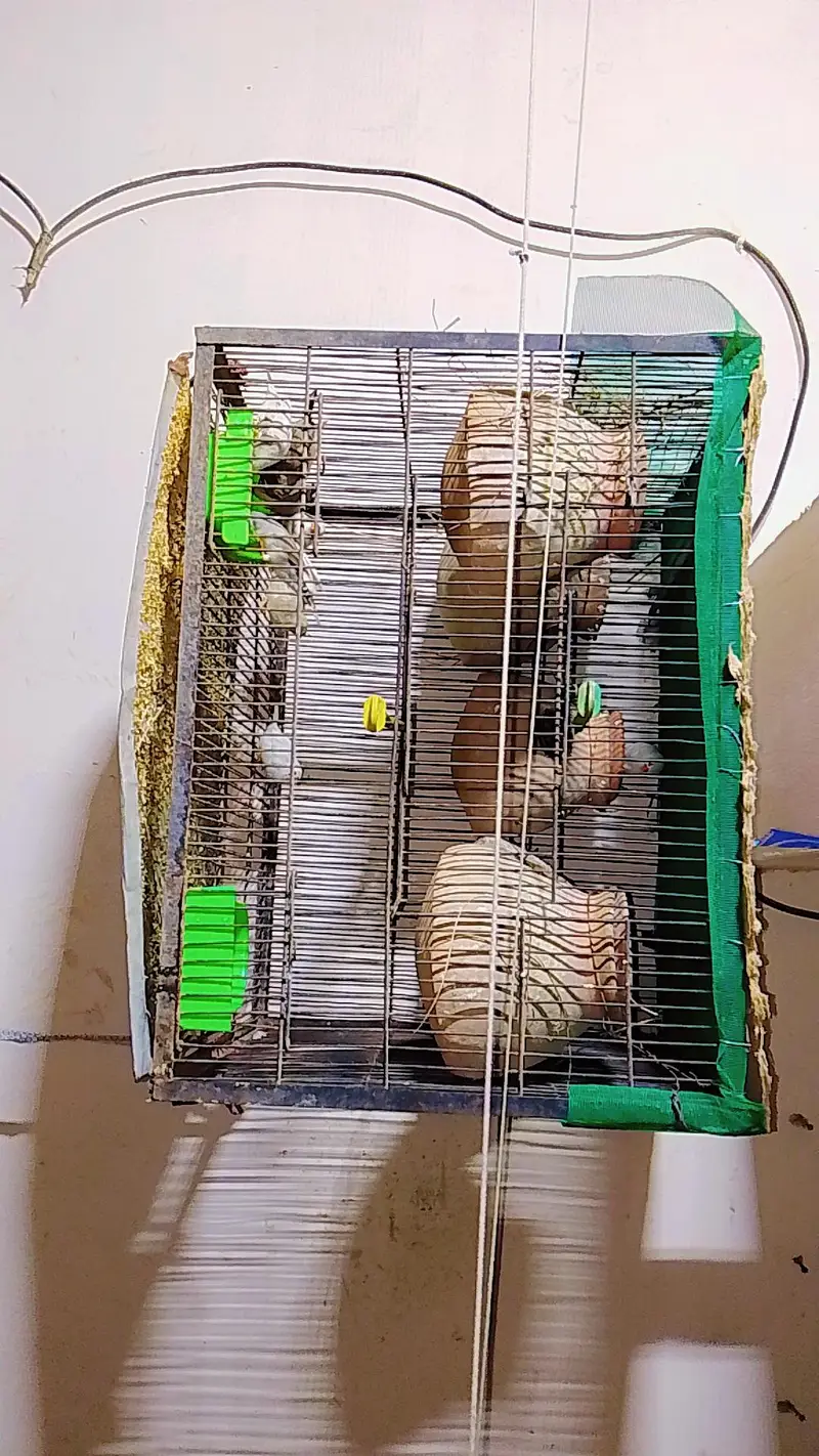 finches pair with cage — photo 2