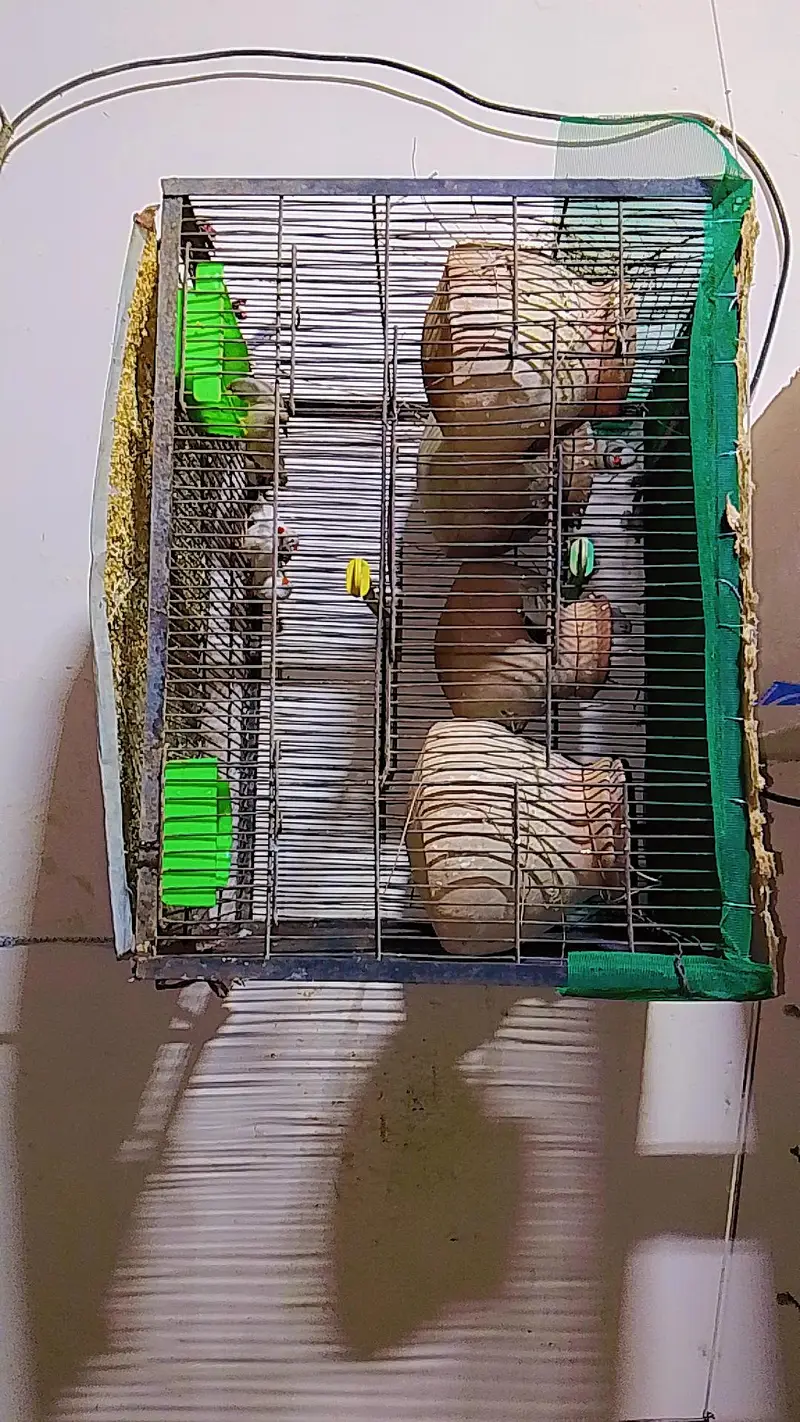 finches pair with cage — photo 3