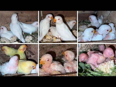 love birds chiks for hend temd
