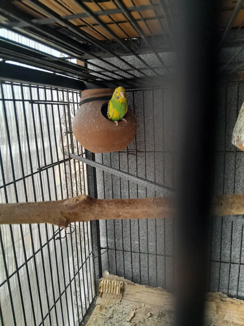 Australians parrot pair — photo 3