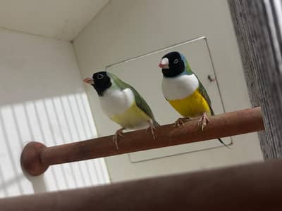 Common Gouldian Finch Black Head White Chest