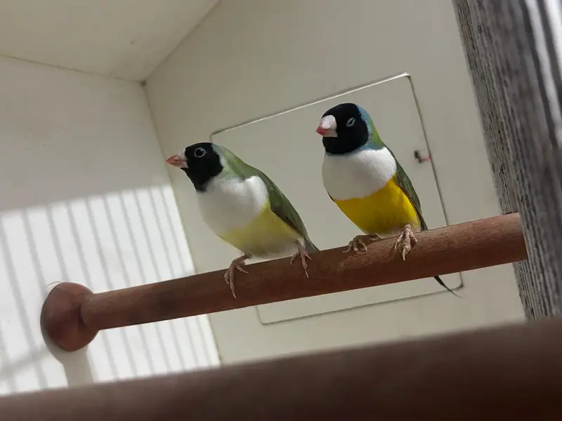 Common Gouldian Finch Black Head White Chest