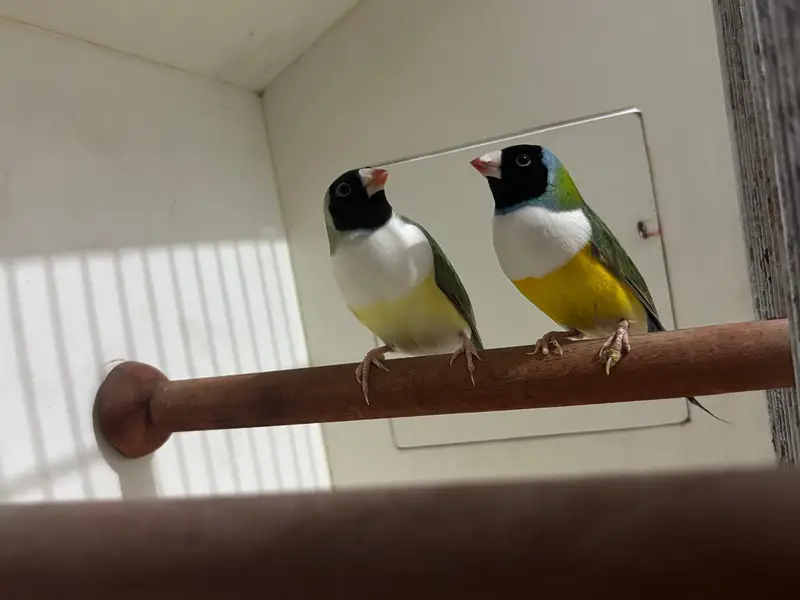 Common Gouldian Finch Black Head White Chest — photo 2