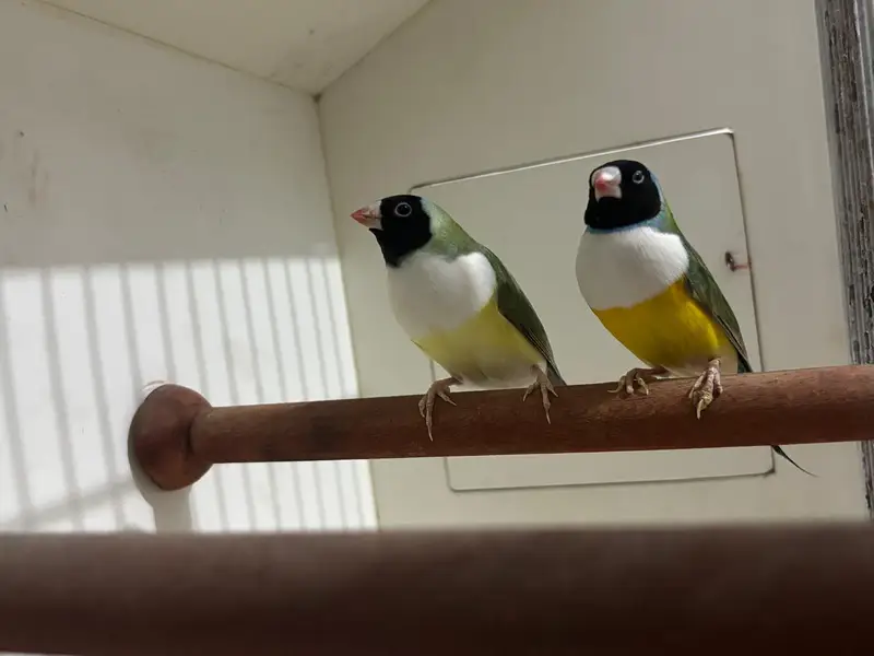 Common Gouldian Finch Black Head White Chest — photo 3