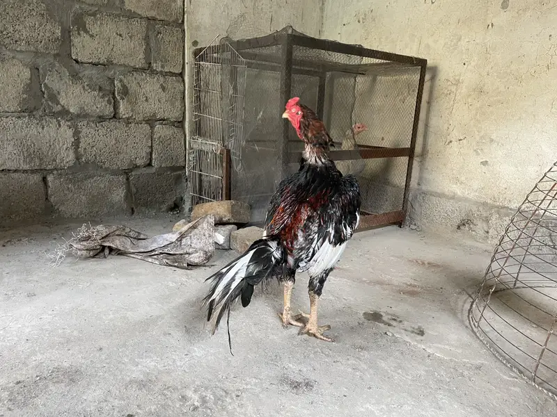 Aseel mirgiya — photo 3