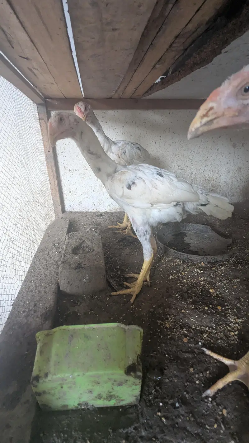 Aseel Sindhi cheena — photo 5